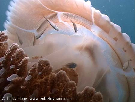 Jellyfish Versuriga anadyomene and hitchhiker fish