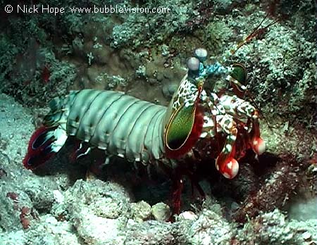 peacock mantis shrimp (Odontodactylus scyllarus)