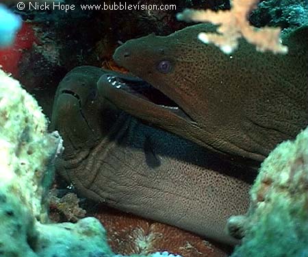 Giant moray eels (Gymnothorax javanicus)