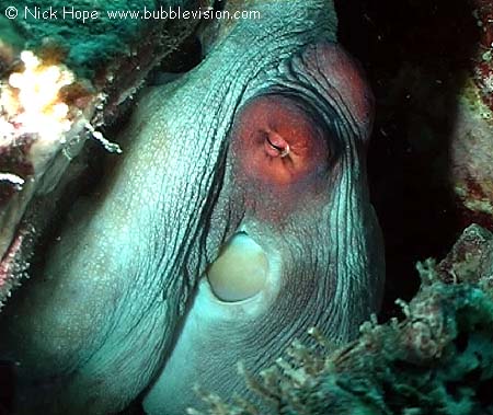 Big blue octopus (Octopus cyanea)