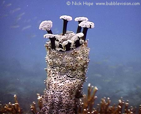 Blackspotted sea cucumber (Pearsonothuria graeffei)