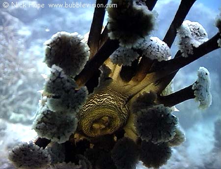 Blackspotted sea cucumber (Pearsonothuria graeffei) tentacles and mouth