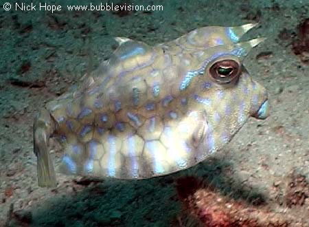Thornback cowfish (Lactoria fornasini)