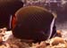 Redtail butterflyfish (Chaetodon collare) at Racha Yai