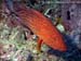 Coral grouper (Plectropomus pessuliferus) at Racha Yai