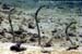 Spotted garden eel (Heteroconger hassi) at Racha Yai
