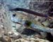 Trumpetfish (Aulostomus chinensis) spot-fin porcupinefish (Diodon hystrix) at Racha Yai