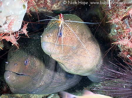 Giant moray eels (Gymnothorax javanicus) and skunk cleaner shrimp (Lysmata amboinensis)
