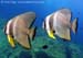 Longfin batfish (Platax teira) at Richelieu Rock