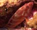 Coral grouper (Cephalopholis miniata) at Richelieu Rock
