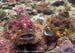 Tassled scorpionfish (Scorpaenopsis oxycephala) at Richelieu Rock