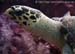 Pacific hawksbill turtle (Eretmochelys imbricata bissa) at Richelieu Rock