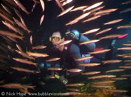 Scuba diver and juvenile barracuda at Shark Cave