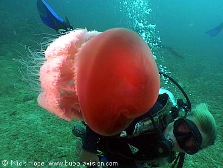 rhizostome jellyfish (Crambione mastigophora)