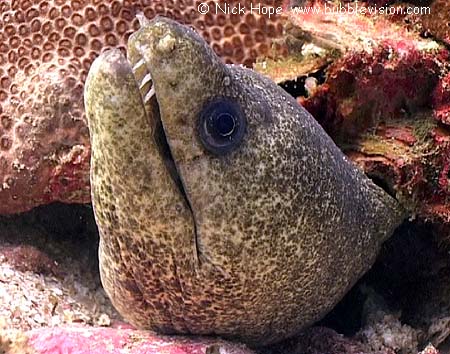 peppered moray (Gymnothorax pictus)