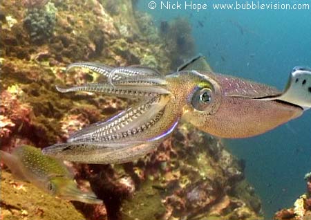 bigfin reef squid (Sepioteuthis lessoniana)
