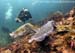 Pharaoh cuttlefish (Sepia pharaonis) at Shark Cave