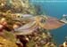 Bigfin reef squid (Sepioteuthis lessoniana) at Shark Cave