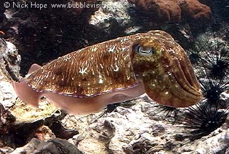 Pharaoh cuttlefish (Sepia pharaonis)