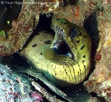 Fimbriated moray eel (Gymnothorax fimbriatus)