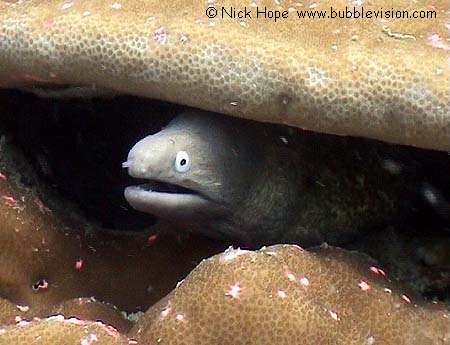 Greyface moray eel (Gymnothorax thyrsoideus) in lobe coral (Porites lobata)