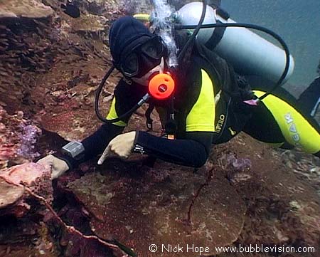 Scuba diver spotting seahorses