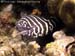 Zebra moray eel (Gymnomuraena zebra) at Shark Point