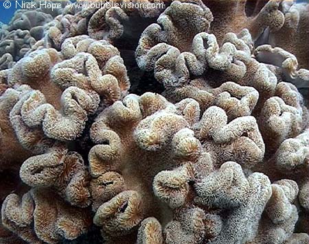 Mushroom leather coral (Sarcophyton trocheliophorum)