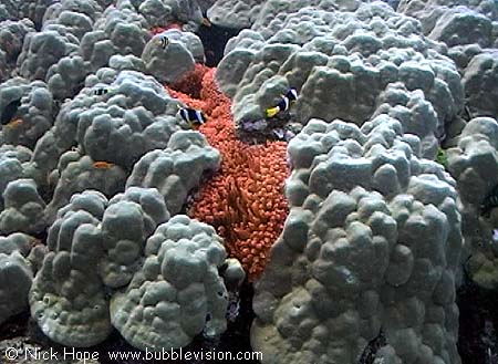 Red bulb tip anemone (Entacmaea quadricolor), Clark's anemonefish (Amphiprion clarkii) and lobe coral (Porites lobata)