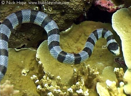 Banded sea snake (Laticauda colubrina)