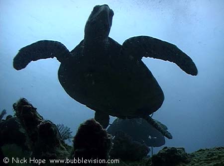 Pacific hawksbill turtle (Eretmochelys imbricata bissa)
