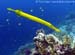 Yellow trumpetfish (Aulostomus chinensis) at East of Eden