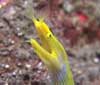 Ribbon eel at Coral Garden, Tulamben, Bali