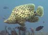 Humpback grouper at Pura Jepun