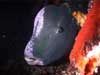 Green humphead parrotfish on a USAT Liberty wreck night dive
