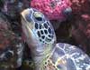 Green turtle at Bunaken Island Manado