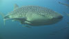 Whale shark at Black Rock in the Mergui Archipelago