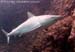 Gray reef shark at Shark Cave