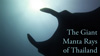 Giant manta ray at Koh Bon