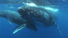 Humpback whale mother and calf in Tonga