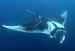 Manta ray in Myanmar