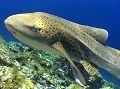 leopard shark