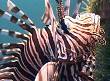 Lionfish underwater picture