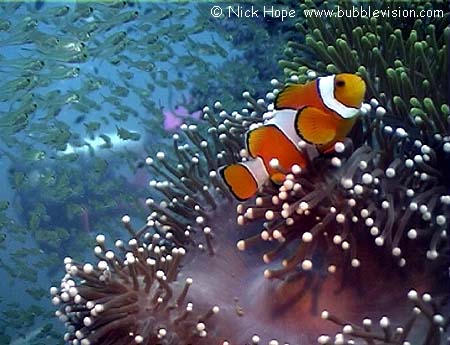 clownfish (Amphiprion ocellaris)
