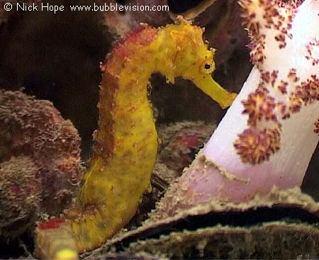 Tiger tail seahorse (Hippocampus comes)