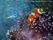 Clownfish (Amphiprion ocellaris) at Anemone Reef