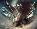 Common lionfish (Pterois volitans) at Anemone Reef