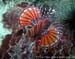 Zebra lionfish (Dendrochirus zebra) at Anemone Reef