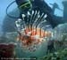 Common lionfish (Pterois volitans) at Anemone Reef