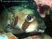 Masked porcupinefish (Diodon liturosus) at Anemone Reef